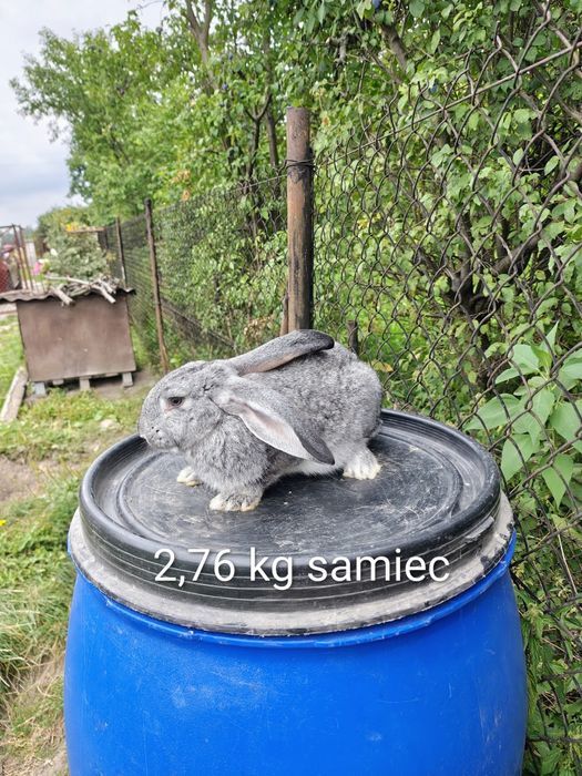 Króliki hodowlane samce i samiczka