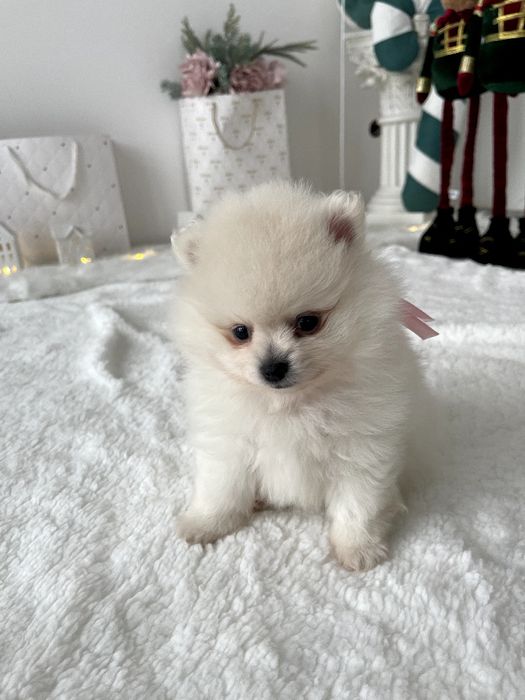 Ексклюзивні  Померанські шпіци з ідеальним характером