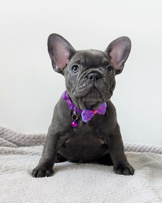 Buldog francuski -prześliczna sunia