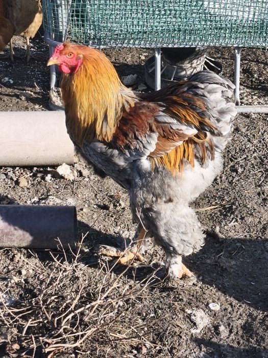 Kogut  Brachma olbrzymia