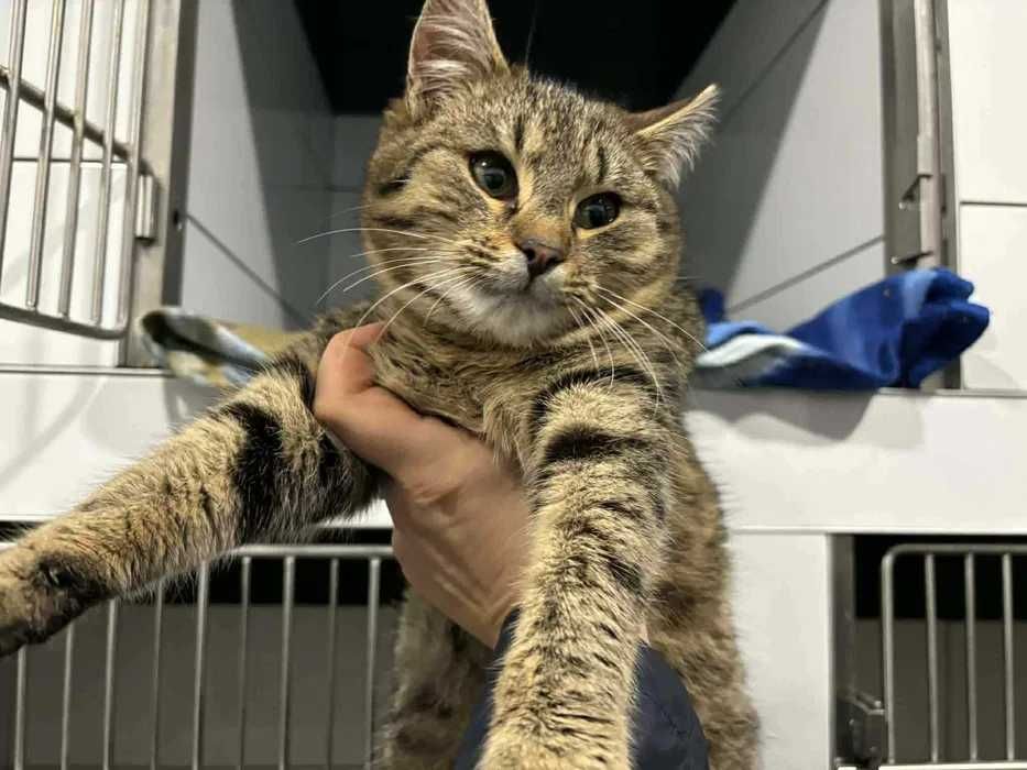 Koci  dwupak do bardzo pilnej adopcji- mamy dni na znalezienie domu