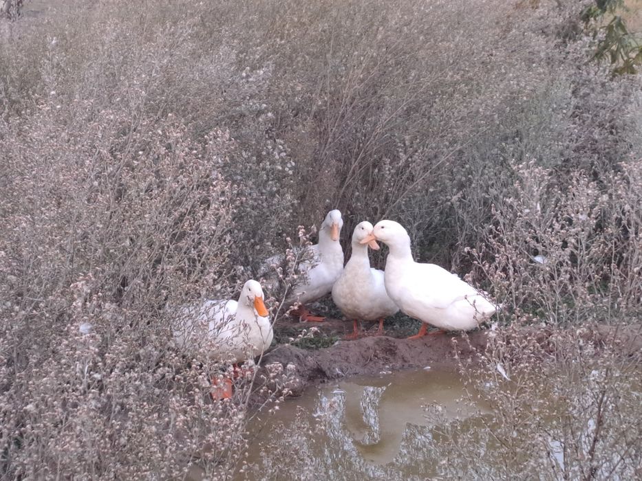 Patos pequim adultos