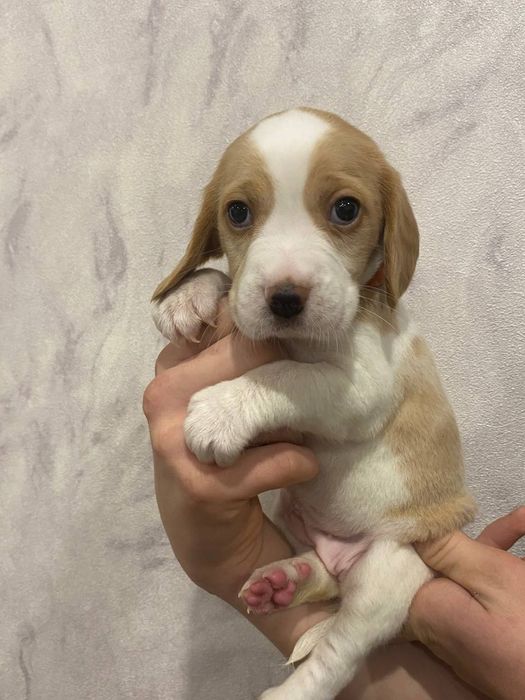 Продам цуценя породи Бігель