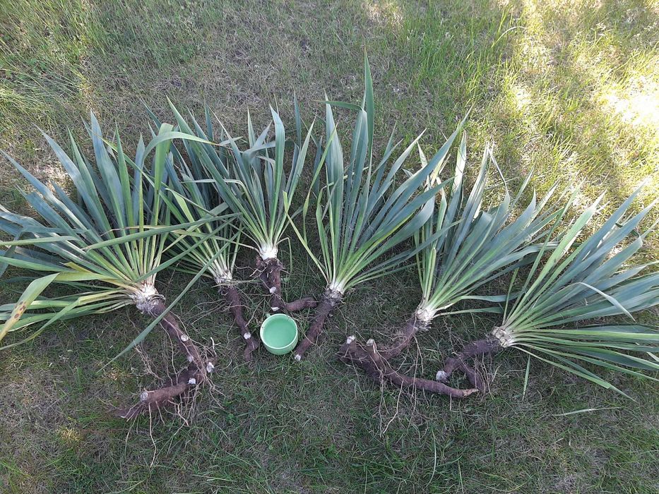 Juka karolińska (ogrodowa) - 6 dużych sztuk