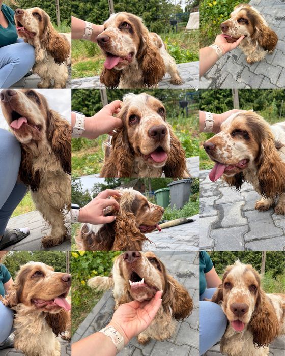 Chlopczyk  cocker spaniel angielski