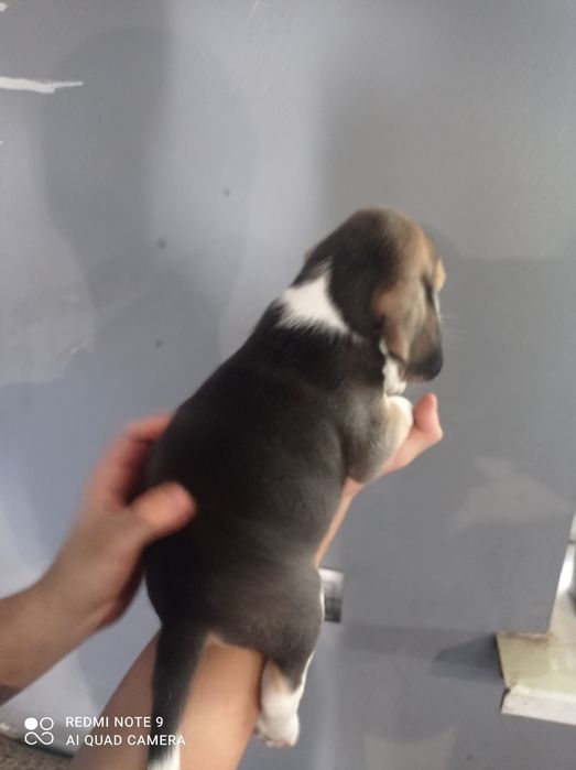 Біглята шукають родину