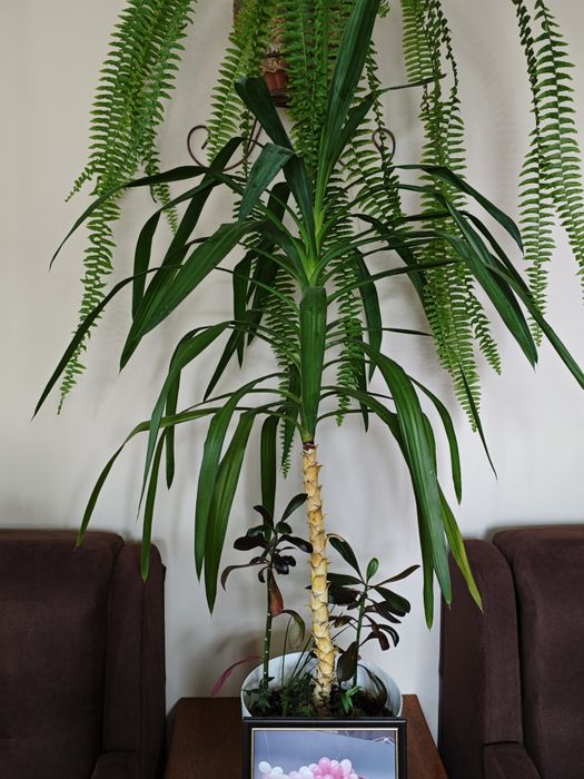 Кімнатні рослини