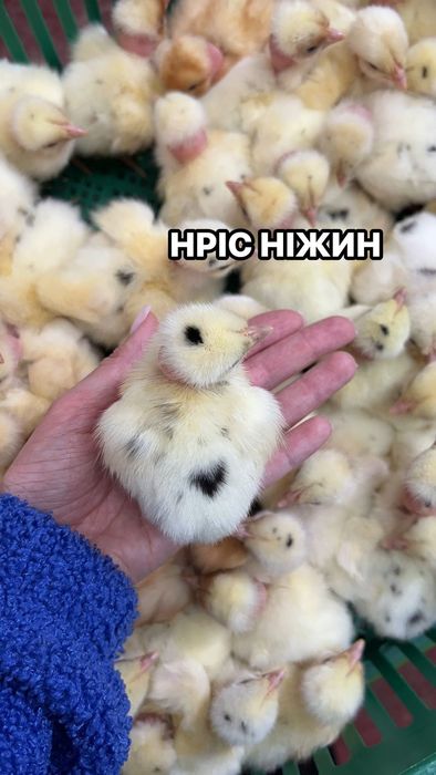 Долматинець, Бройлер Кобб, Домінант ТІЛЬКИ ОПТ