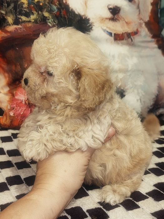 Śliczna mała suczka Maltipoo
