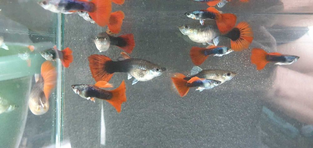 Гуппи, Пецилия, Моллинезия