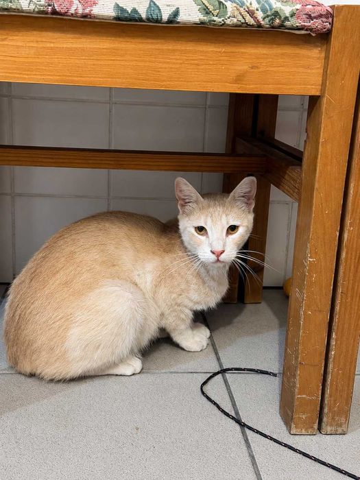 CASTRADO | Gato Juvenil para Adoção Responsável | Negativo a FIV e a FELV
