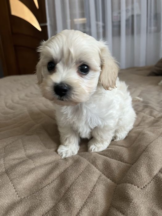 Piesek maltipoo gotowy do odbioru