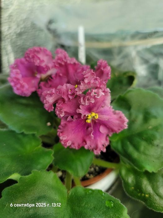 Фиалки мини трейлеры