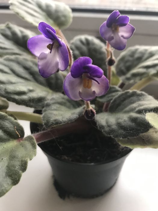 Сенполия Фиалка Saintpaulia Heinz's Little Nugget   Полумини