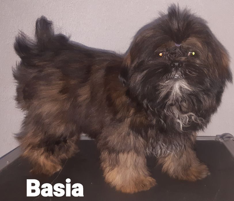 Shih tzu sunia Basia Green House