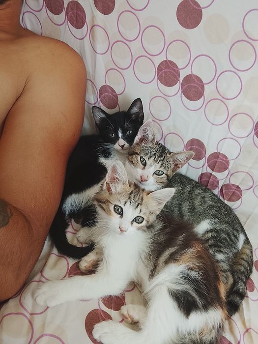 Gatinho para adoção