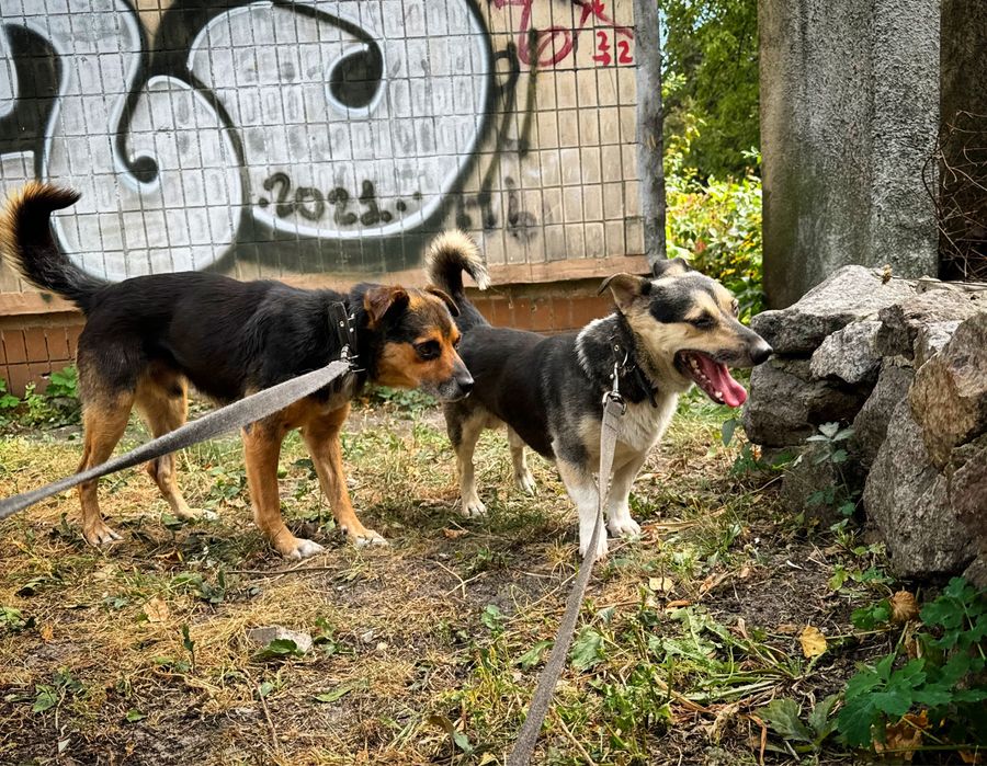 Маленькі врятовані песики з Мирнограда!