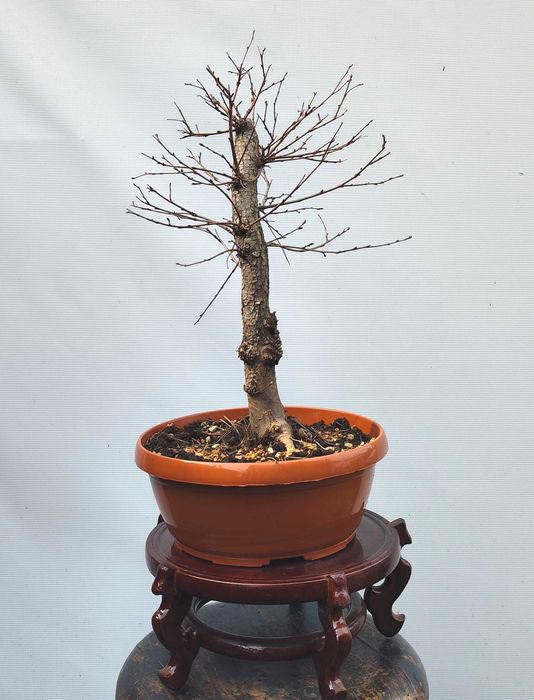 Pre Bonsai Wiąz szypułkowy