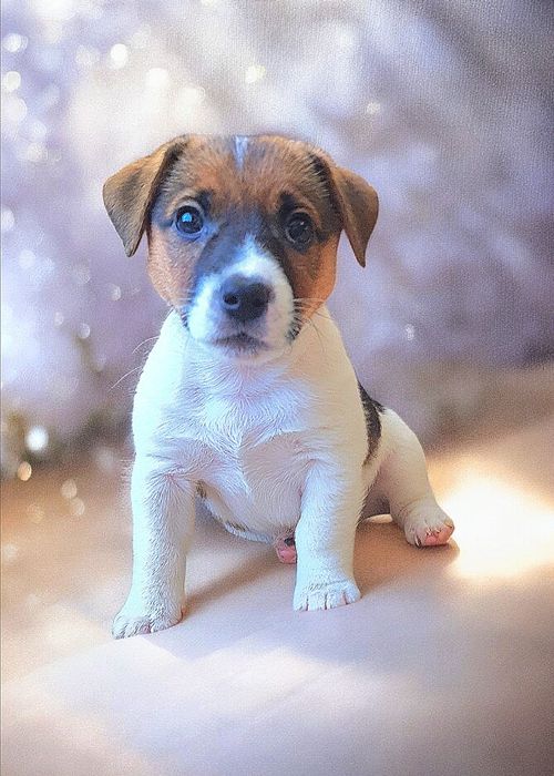 Круті породні джек- рассел