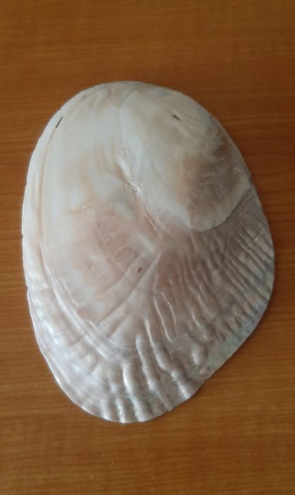Concha para batismo (nova)