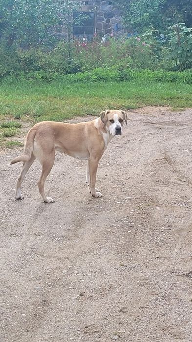 PIES dwuletni ,spokojny do adopcji.