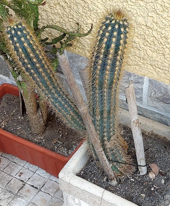 Flores de jardim catos