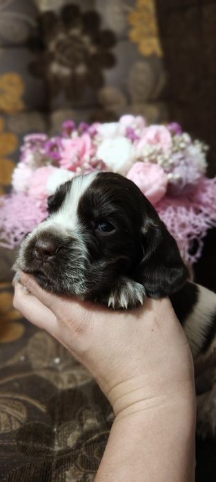 Suczka Cocker spaniel angielski