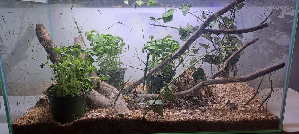 Oddam młode Patyczaki Za DARMO !!!