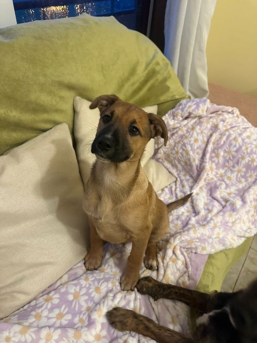 MELLOW - cachorra para adoção responsável