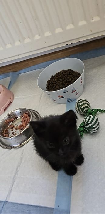 Cudne kocięta szukają nowego domu