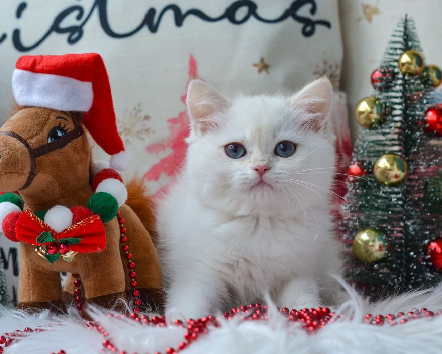 Київ. Блакитноока красуня