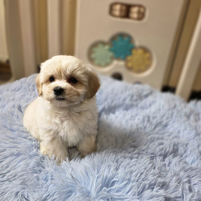 Śliczny piesek Maltipoo