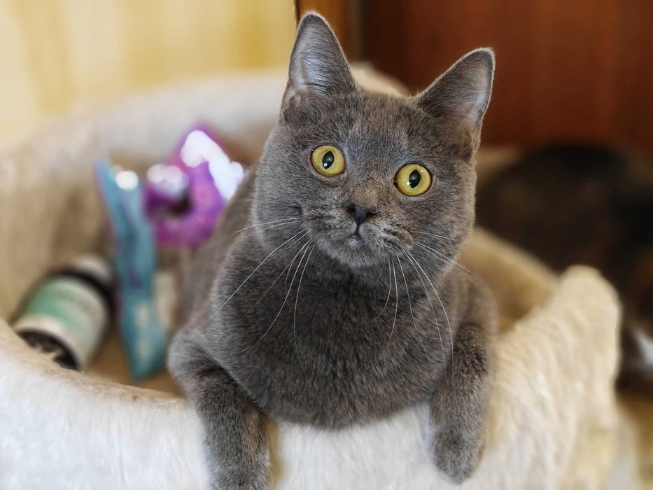 Микки, 10 месяцев, котик ищет Дом!