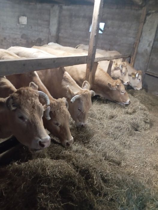 Byczki, odsadki blonde d'aquitaine