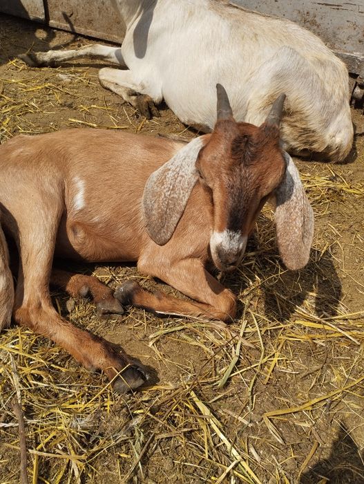 Козочка продаж козенята