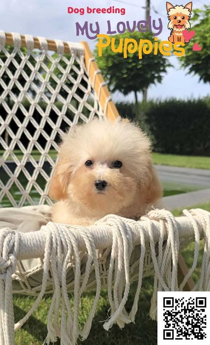 Maltipoo dziewczynka
