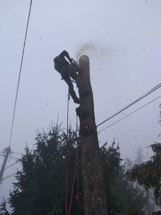 Scinka drzew wycinka drzew metoda alpinistyczna