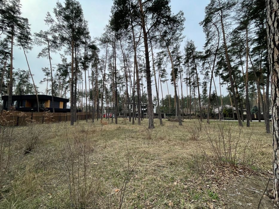 Плюти,  50 соток в сосновому лісі / напрямок Конче Заспи