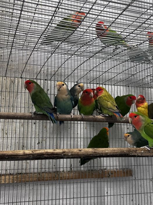 Agaponis rosicolis longfeather