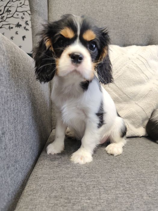 Cavalier King Charles Spaniel, szczenię .