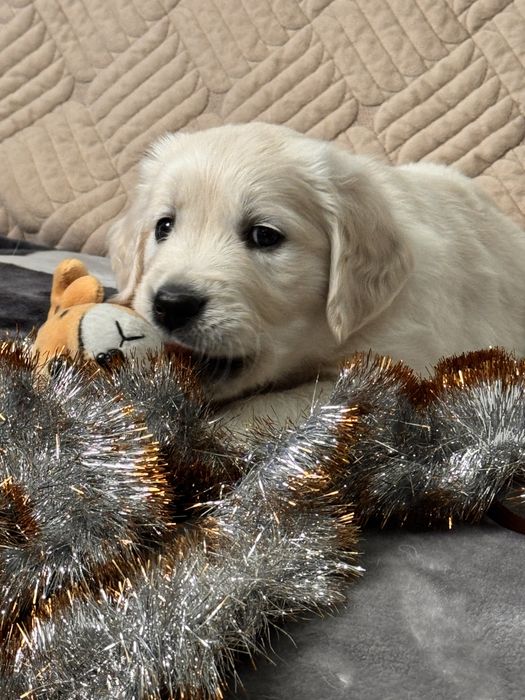 Золотистий ретривер.