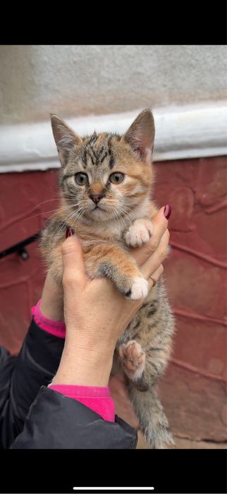 Кошенята в добрі руки