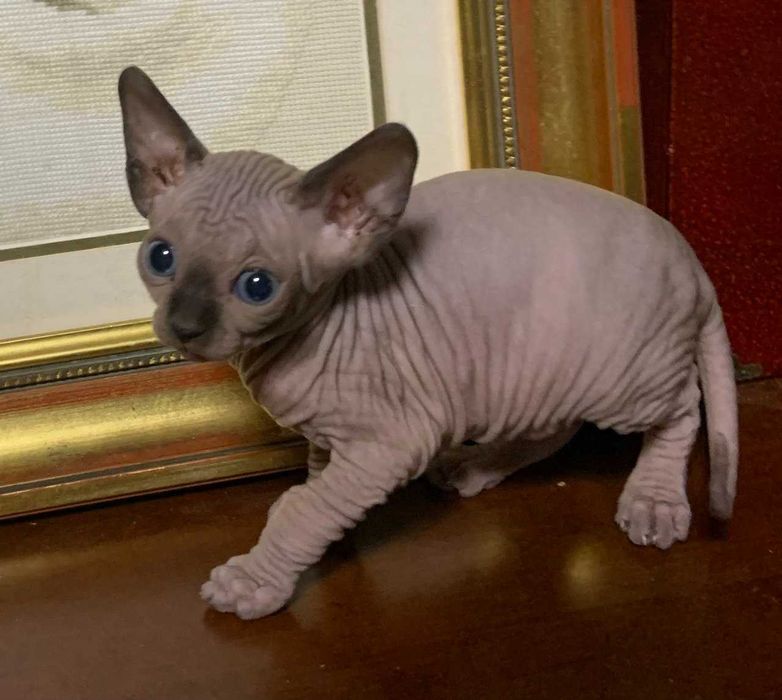 Тем хто цінує красу