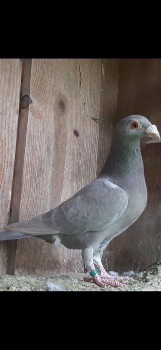Pombos linha antiga