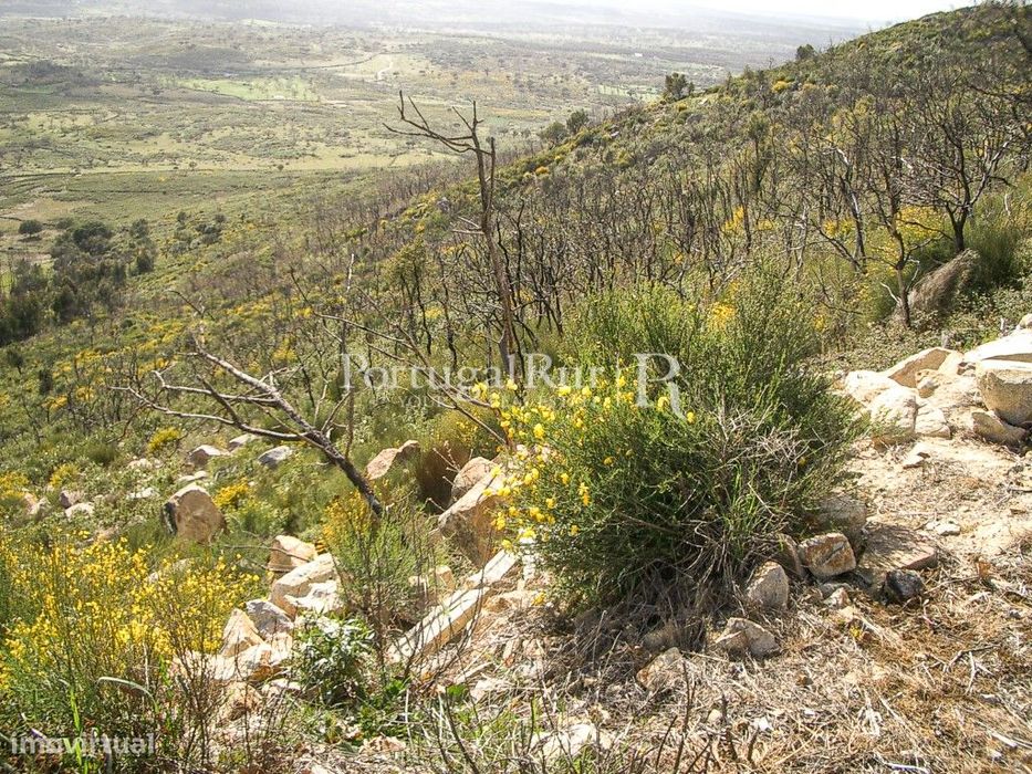 Propriedade de 9ha inserida no P. N. Serra de S. Mamede