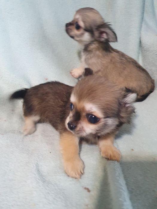 Соболя длинношерстные девочка и мальчишка