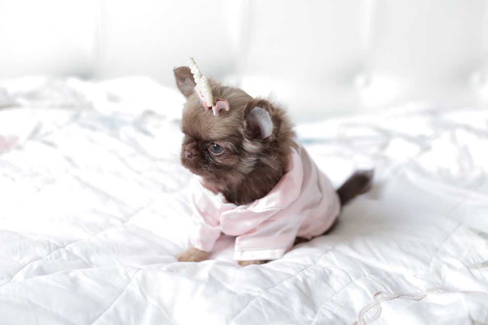 Chihuahua FCI dziewczynka