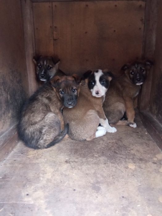 Маленькие щенки в добрые руки