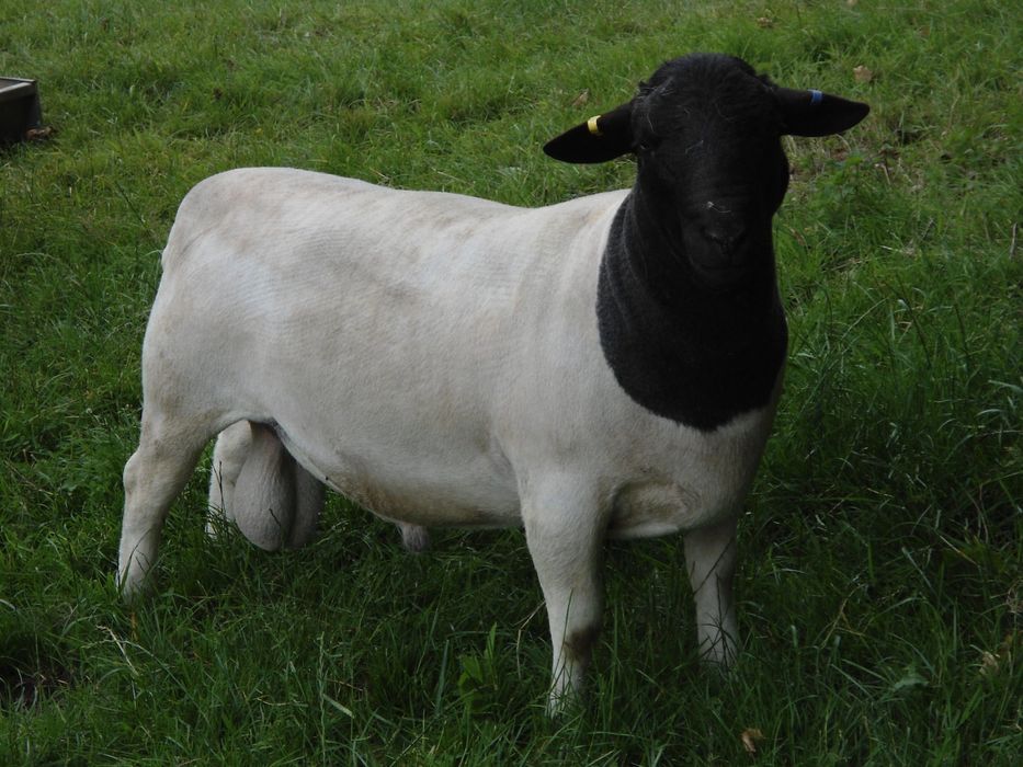 Вівці породи Дорпер