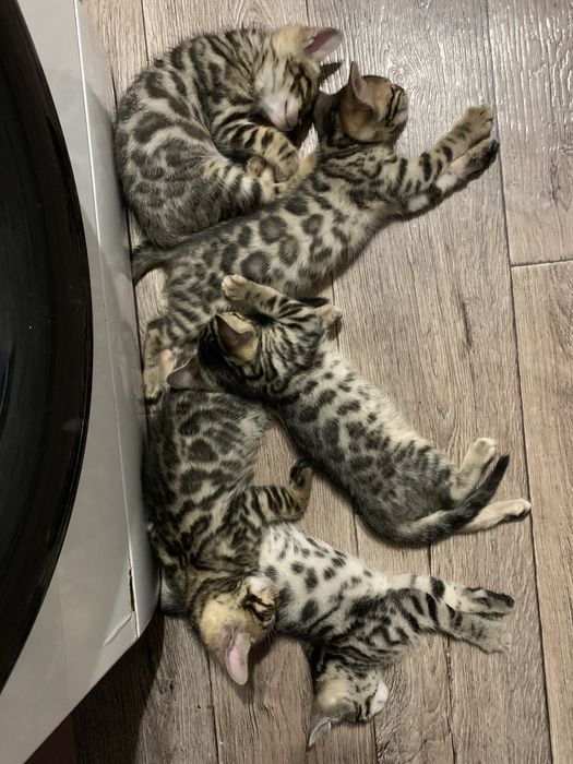 Чистокровние бенгальскі котята